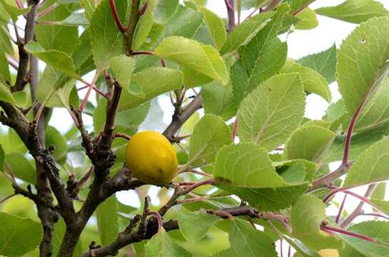 Plancia ëd Prunus domestica L.