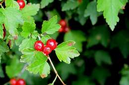 Image of currant