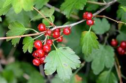 Image of currant