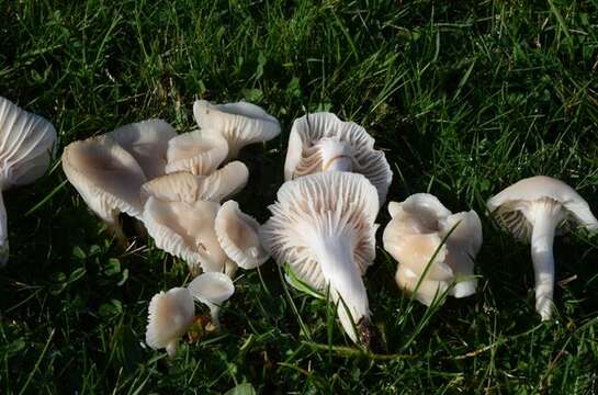 Image of Snowy Waxcap