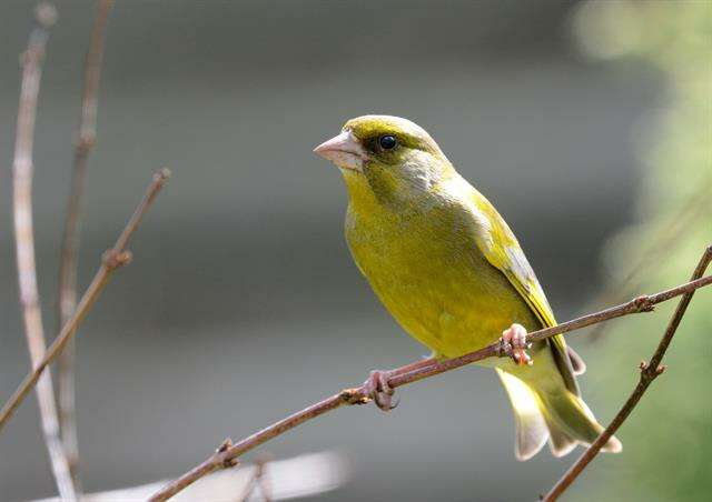 Image of European greenfinch