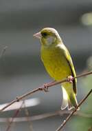 Image of European greenfinch