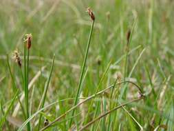 Image of Slender Spike-rush