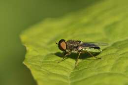 Sivun Odontomyia kuva