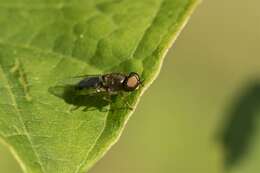 Image of Odontomyia