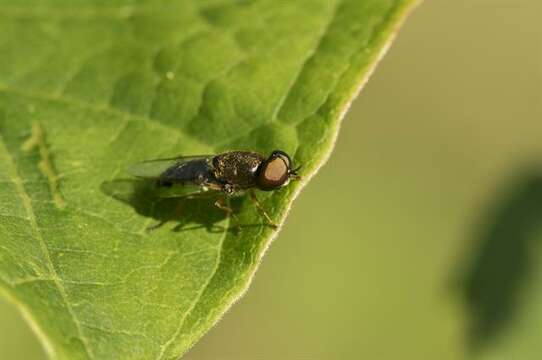 Imagem de Odontomyia