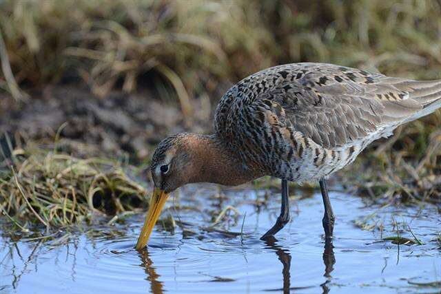 Imagem de Limosa Brisson 1760