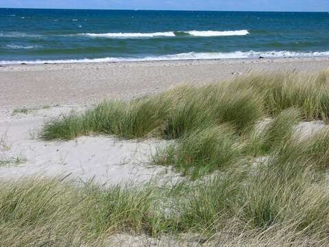 Image of beachgrass