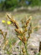 Plancia ëd Carex arenaria L.