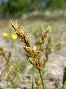 Image of sand sedge
