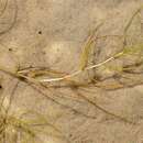 Image of Zannichellia palustris subsp. pedicellata (Rosén & Wahlenb.) Hook. fil.