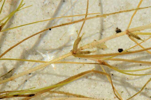 Image of Zannichellia palustris subsp. pedicellata (Rosén & Wahlenb.) Hook. fil.