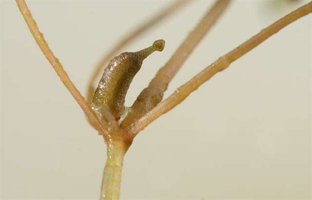 Image of Zannichellia palustris subsp. pedicellata (Rosén & Wahlenb.) Hook. fil.