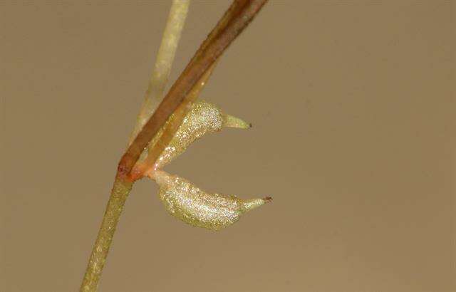 Image of Zannichellia palustris subsp. pedicellata (Rosén & Wahlenb.) Hook. fil.