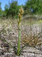 Plancia ëd Carex arenaria L.