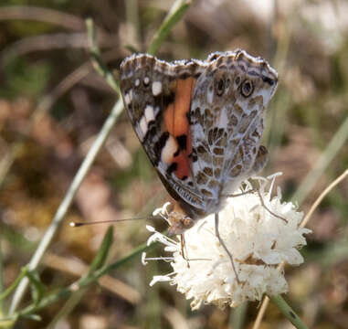 Image of Devil’s Bit Scabious