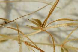 Image of Zannichellia palustris subsp. pedicellata (Rosén & Wahlenb.) Hook. fil.