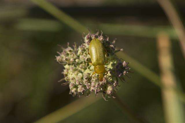 Image of <i>Cteniopus sulphureus</i>