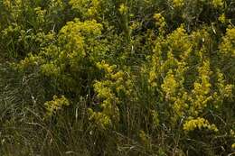 Image of bedstraw