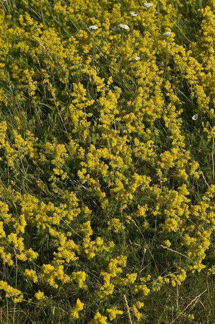 Image of bedstraw