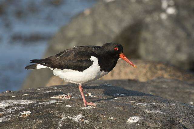 Image of oystercatchers