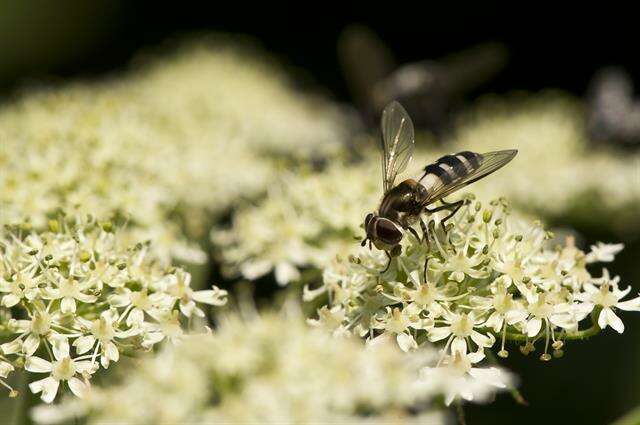 Image of Leucozona