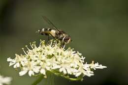 Leucozona resmi