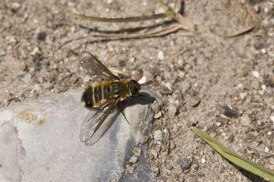 Image of bee flies