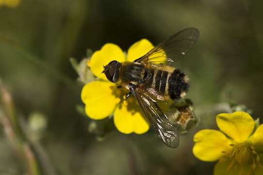 Image of bee flies