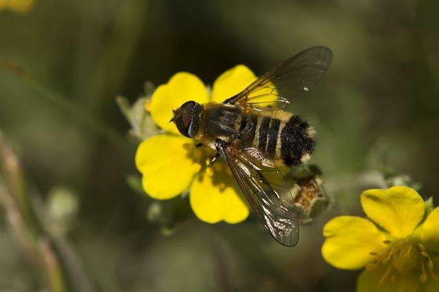 Plancia ëd Bombyliidae