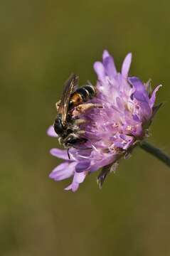 Image of Andrena hattorfiana (Fabricius 1775)