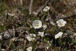 Image of bindweed