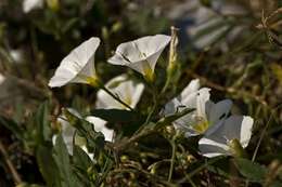 Image of bindweed