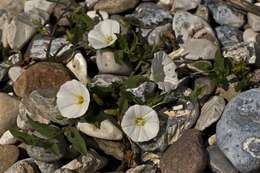 Image of bindweed