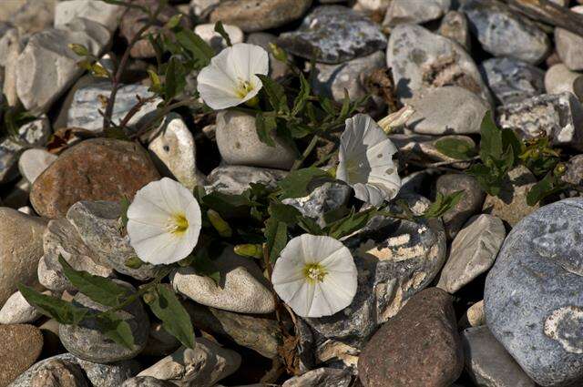 Image of bindweed