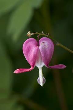 Image of bleeding heart