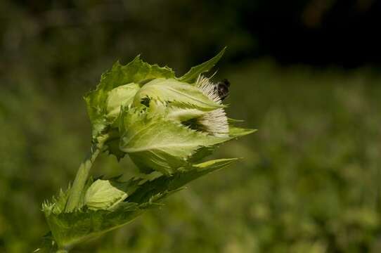 Image of thistle