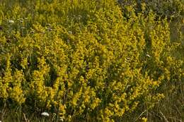 Image of bedstraw