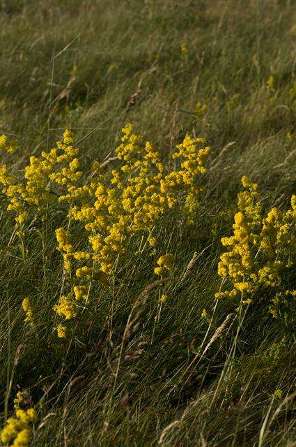 Image of bedstraw