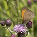 Image of meadow brown