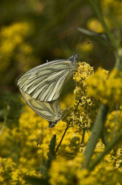 Plancia ëd Pieris