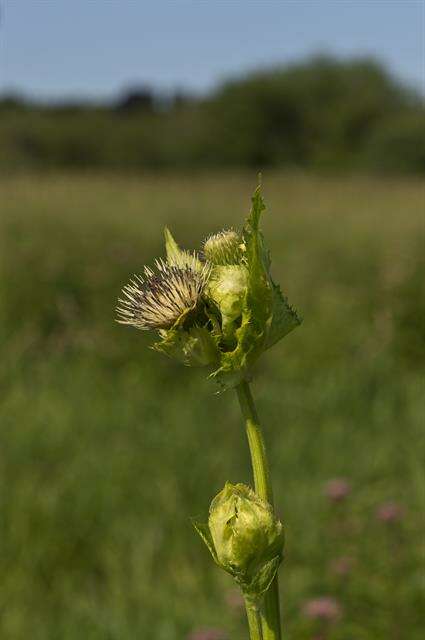 Image of thistle