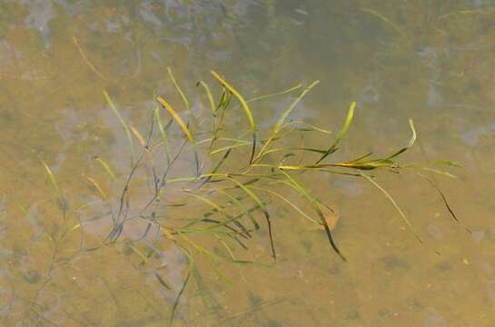 Image of Grass-wrack pondweed