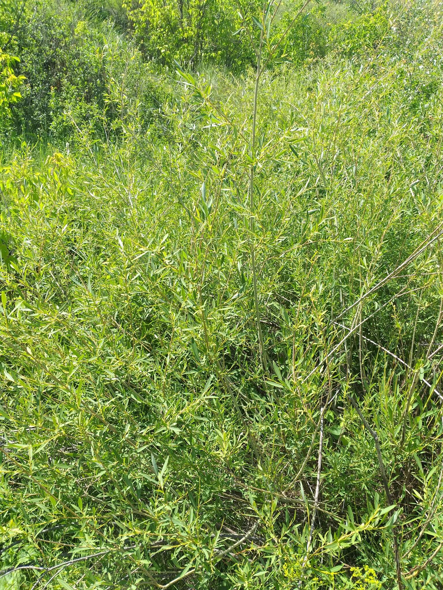 Image of Salix caspica Pallas