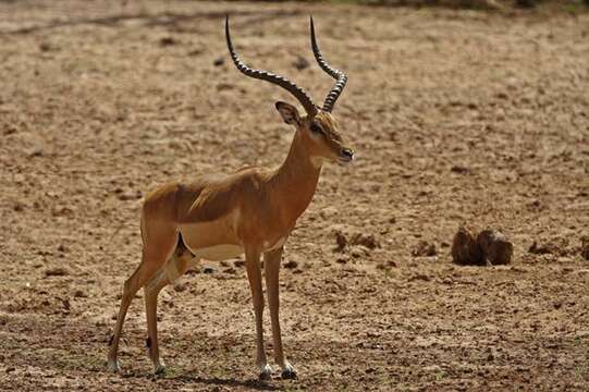 Image de Aepyceros Sundevall 1847