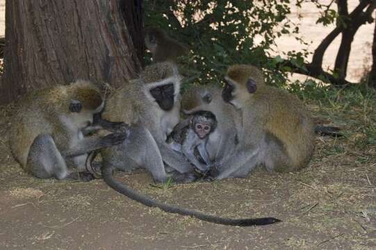 Imagem de <i>Cercopithecus aethiops pygerythrus</i>