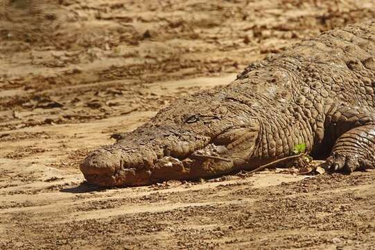 Imagem de Crocodylus