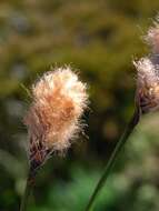 Image of Chamisso's Cotton-Grass