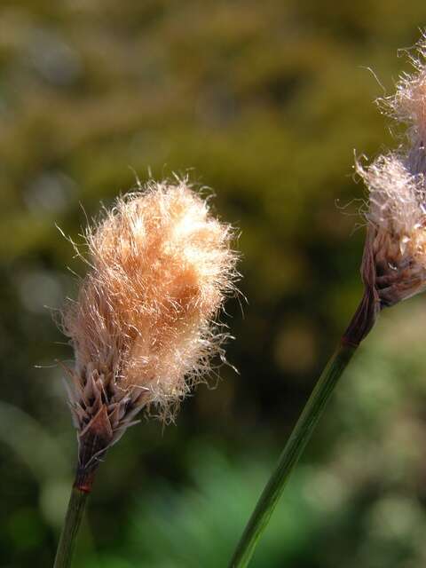 Image of Chamisso's Cotton-Grass