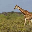 Image of reticulated giraffe